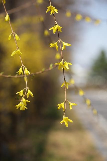 Flowers Spring Forsythia - Free photo on Pixabay - Pixabay