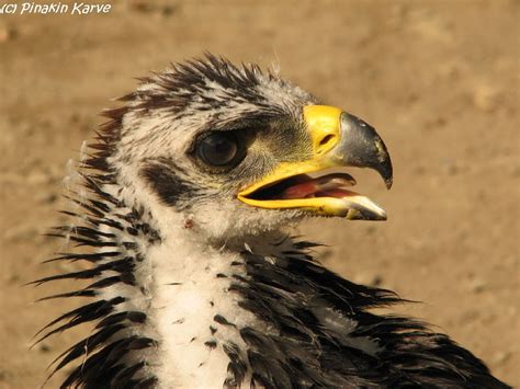 Pictures Blog: Juvenile Golden Eagle