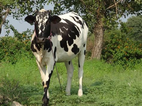 15 Black and White Cow Breeds [Dairy and Beef Cows!] 🐄 - Outdoor Happens