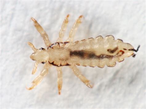 Human Lice Pest Guide: How to Prevent Human Head Lice
