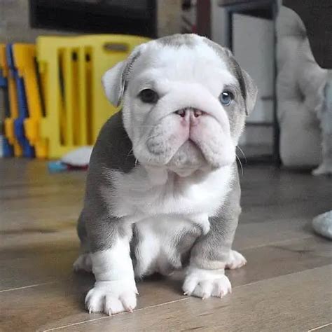 English Bulldog Colors: A Complete List of All Coat Colors | Puppies Club