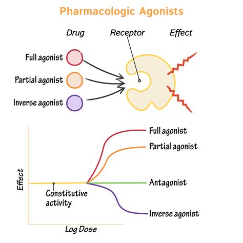 Pharmacology Glossary: Pharmacologic Agonists | Draw It to Know It