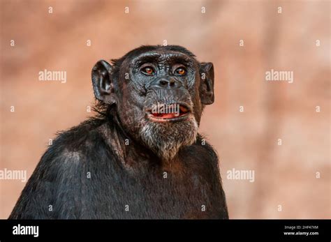 a portrait of a west african chimpanzee Stock Photo - Alamy