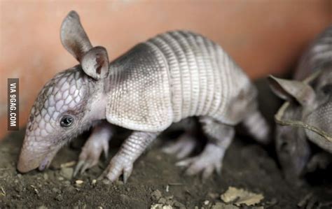 Nine-banded armadillos always give birth to identical quadruplets. They ...