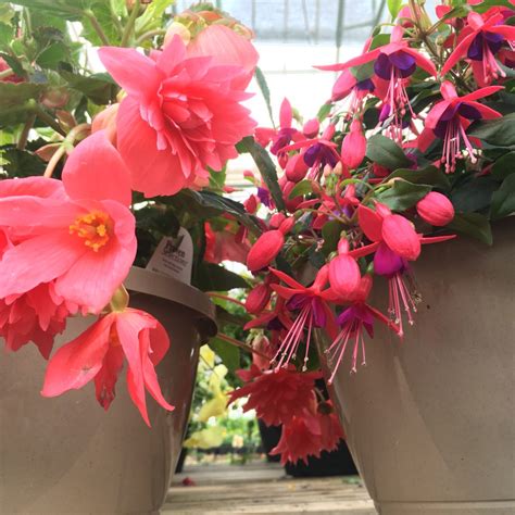 Assorted Hanging Baskets (Shade) – Annual Flowers - Cochrane Garden Center