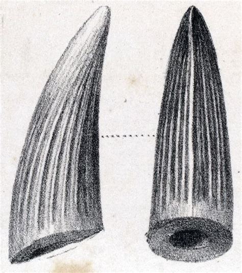 Dent de Suchosaurus. Dinosauria, Saurischia, Theropoda, Megalisauroidea, Spinosauridae. Auteur ...