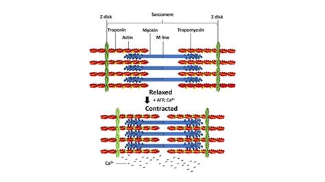 Explain the mechanism of muscle contraction with a diagram.