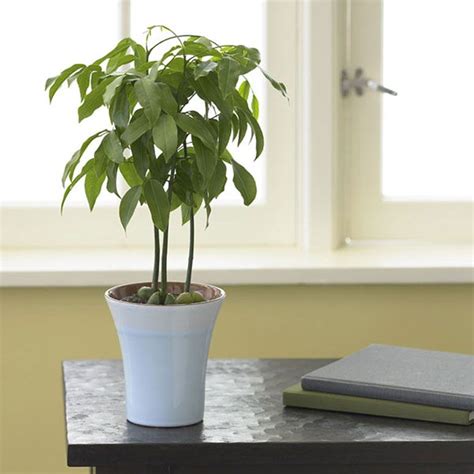 Lucky Bean Plant | Plants, Vertical planter, Flower tower