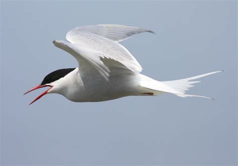 arctic tern, Arctic, Tern, Bird Wallpapers HD / Desktop and Mobile ...