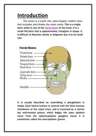 Vomer – Definition, Location, Functions, Anatomy, Diagram, 47% OFF