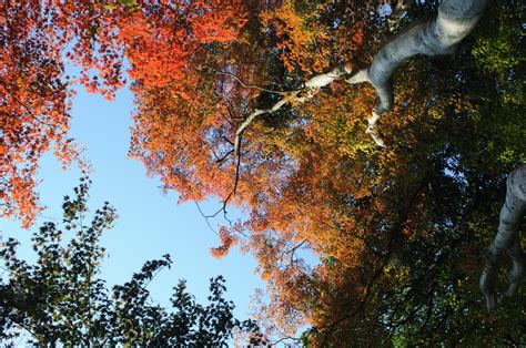 Kyoto Autumn Colors Free Stock Photo - Public Domain Pictures