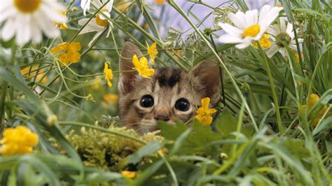 Fonds d'ecran Chat domestique Chatons Animaux télécharger photo