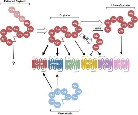 Is Oxytocin “Nature’s Medicine”? | Pharmacological Reviews