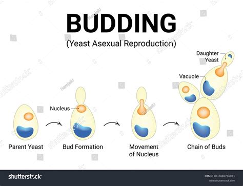 Budding Yeast Asexual Reproduction Science - Royalty Free Stock Vector ...