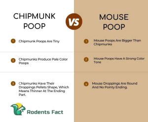 What Does Chipmunk Poop Look Like? | Learn To Be Safe From Diseases