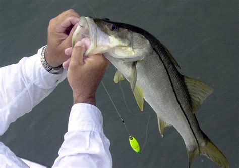 Are You Making These 3 Deadly Mistakes When Releasing Snook?