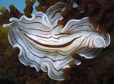 72 best SEA WORMS images on Pinterest | Worms, Ocean creatures and ...