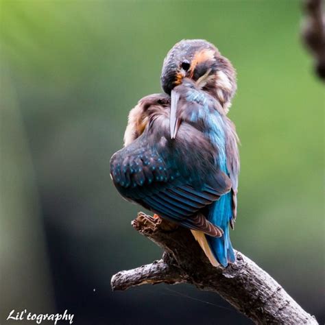 Top 25 Wild Bird Photographs of the Week: Migration - Wild Bird Revolution