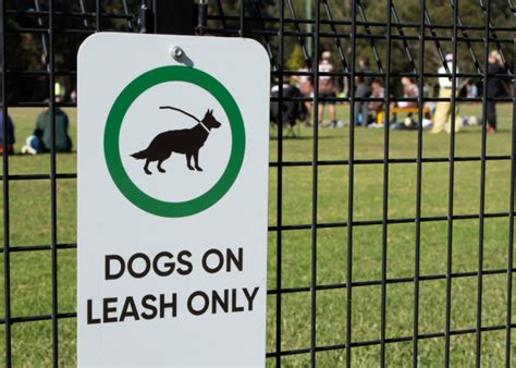 Dog Park Rules and Regulations: What You Need To Know – Top Dog Tips