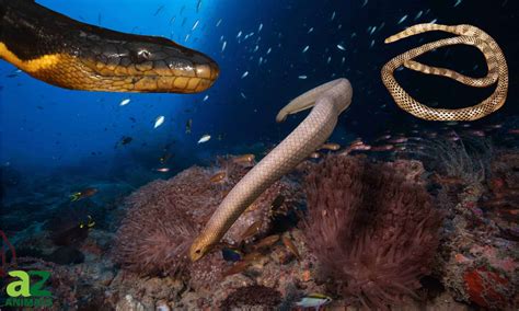 Giant Sea Snakes: Discover the Largest Sea Snakes in the World - A-Z Animals