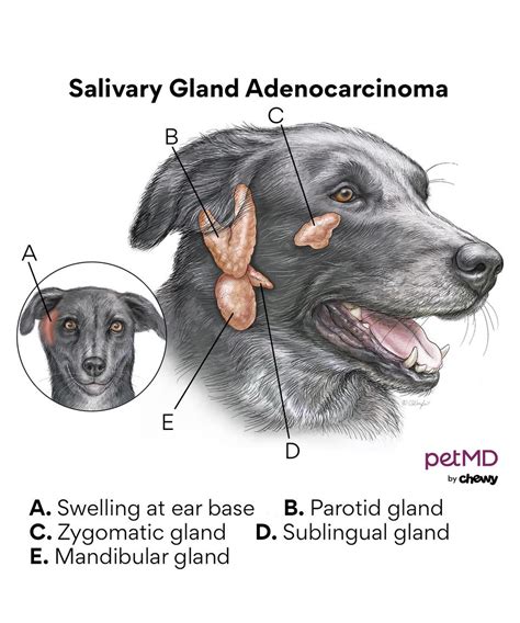 Do Dogs Get Swollen Glands In Neck