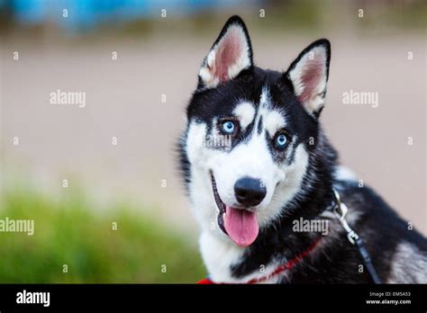 purebred Siberian Husky Stock Photo - Alamy