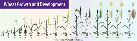 Wheat Growth Stages | Knox County Agricultural News