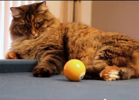 Cat learns how to play pool - Life With Cats