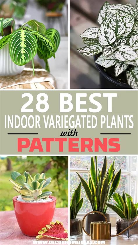 28 Beautiful Indoor Variegated Plants with Patterns