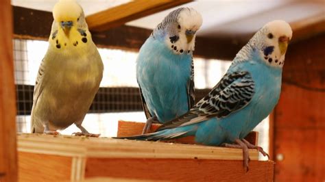 Budgerigars Singing