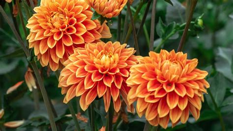 8 Orange Perennials Flowers - Garden Beds