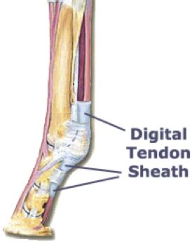 Tendon Sheath Horse