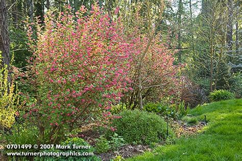 Red-flowering Currant | Turner Photographics