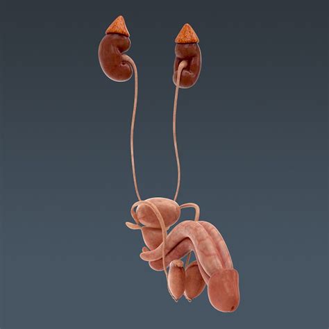 Human Body Internal Organs - Anatomy 3D Model .max .obj .3ds .fbx .c4d .lwo .lw .lws - CGTrader.com