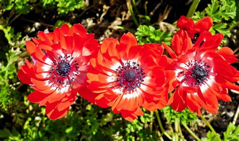 Anemones Flowers Red - Free photo on Pixabay - Pixabay