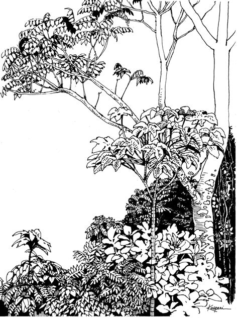 Plein Air Pen and Ink Drawings – Drawing The Motmot