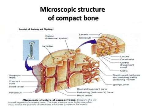 Histo – bone