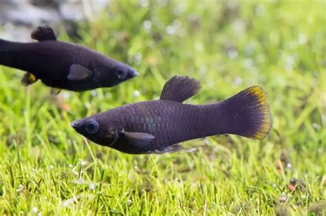 Black Molly Fish for Sale | Aqua Plants Manila, Philippines