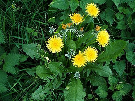 HOW TO GET RID OF DANDELIONS IN LAWNS |The Garden of Eaden