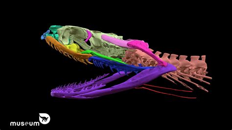 Snake Skeleton Anatomy