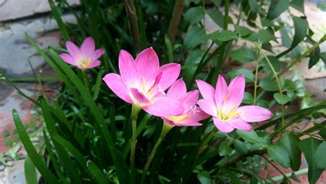 Pink Garden Lilies Free Stock Photo - Public Domain Pictures