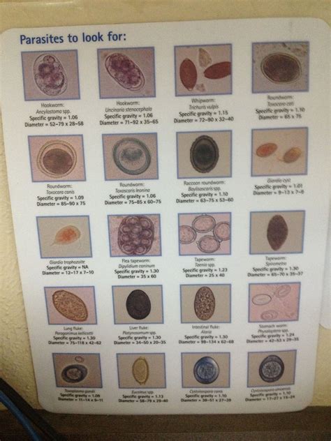 Animal parasites | Veterinary tech, Vet tech student, Veterinary technician