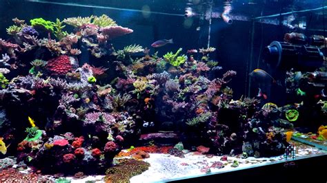 Tanks: World Wide Corals' 900g Aquacultured Grow Out Tank