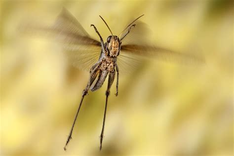 Bird Grasshopper in Flight Photograph by Robert Jensen - Fine Art America