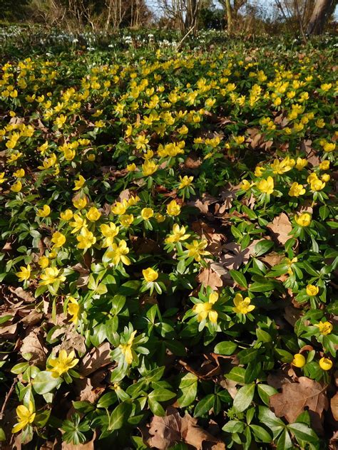 Eranthis > Eranthis Hyemalis - The Beth Chatto Gardens