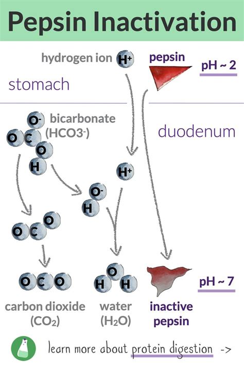 Pin on Food digestion and absorption process