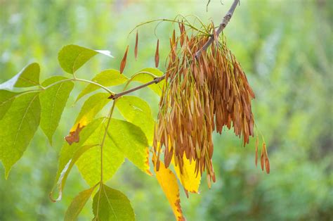 How to Care for Green Ash Trees (Fraxinus pennsylvanica)