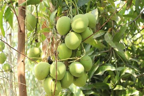 14 Common Mango Tree/Plant Problems: How to Fix Them, Solutions, and Treatment