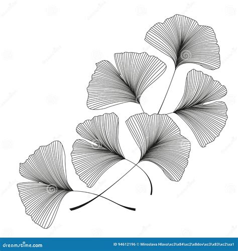 Ginkgo Biloba Leaf Drawing