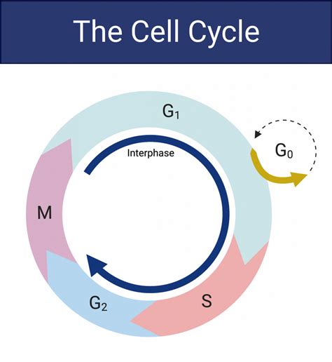 16.2 The Cell Cycle – College Biology I